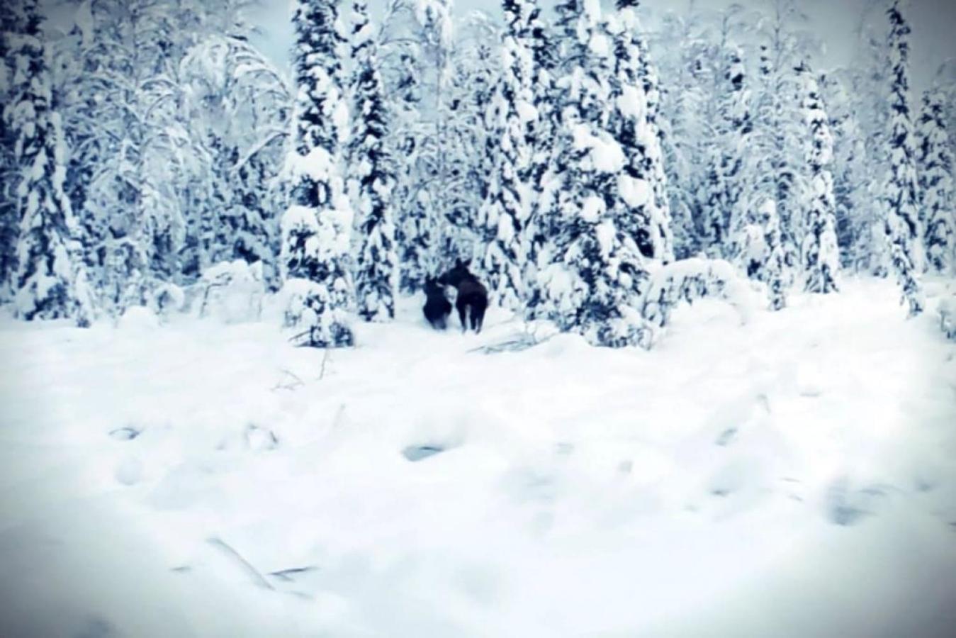 The Wandering Wolf - Frontier Village Holiday home *